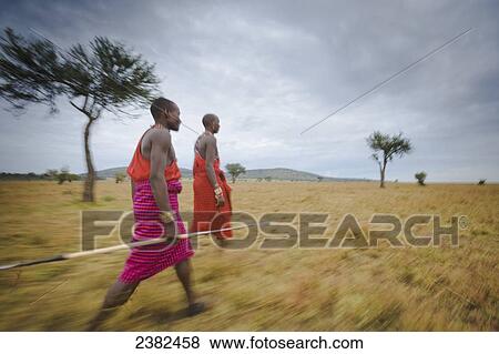 Two Masai tribesman at dawn hunt on the savanah in the Masai Mara; Kenya View Large Photo Image Stock Photo - Two Masai tribesman at dawn hunt on the savanah in the Masai Mara; Kenya. Fotosearch