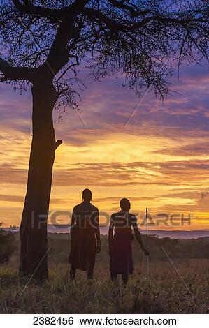 Stock Photograph - Two Masai tribesman at dawn on the African savannah by an umbrella acacia tree, Masai Mara; Kenya. Fotosearch