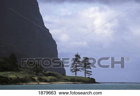 Stock Image - Two Norfolk Pines On Sea Shore. Fotosearch