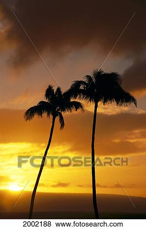 Stock Photo - Two Palm Trees At Sunset, Clouds And Sky Colored By Orange Setting Sun. Fotosearch