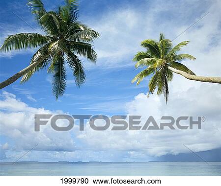 Two Palm Trees, Clear Calm Turquoise Waters, Large White Clouds, Blue Sky C1689 View Large Photo Image Stock Image - Two Palm Trees, Clear Calm Turquoise Waters, Large White Clouds, Blue Sky C1689. Fotosearch