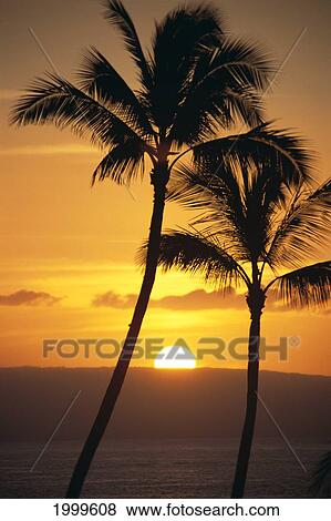 Two Palm Trees Silhouetted At Sunset, Fiery Orange Sun Ball, Ocean C1587 View Large Photo Image Stock Photo - Two Palm Trees Silhouetted At Sunset, Fiery Orange Sun Ball, Ocean C1587. Fotosearch