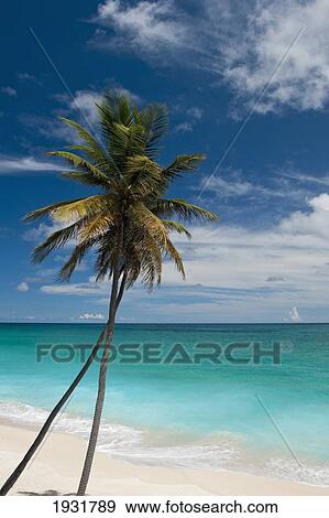 Two Palms On Bottom Bay Beach, Barbados; Barbados View Large Photo Image Stock Photo - Two Palms On Bottom Bay Beach, Barbados; Barbados. Fotosearch