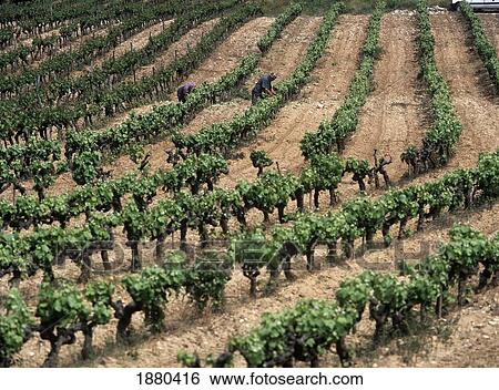 Two People Working In Vineyard View Large Photo Image Stock Photograph - Two People Working In Vineyard. Fotosearch