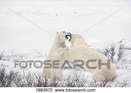 Two Polar Bears (Ursus Maritimus) Play Fighting To Sharpen Their Hunting Skills As They Wait For The Ice To Freeze Over At Hudson Bay; Churchill, Manitoba, Canada View Large Photo Image Stock Image - Two Polar Bears (Ursus Maritimus) Play Fighting To Sharpen Their Hunting Skills As They Wait For The Ice To Freeze Over At Hudson Bay; Churchill, Manitoba, Canada. Fotosearch