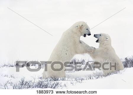 Two Polar Bears (Ursus Maritimus) Play Fighting To Sharpen Their Hunting Skills As They Wait For The Ice To Freeze Over At Hudson Bay; Churchill, Manitoba, Canada View Large Photo Image Stock Image - Two Polar Bears (Ursus Maritimus) Play Fighting To Sharpen Their Hunting Skills As They Wait For The Ice To Freeze Over At Hudson Bay; Churchill, Manitoba, Canada. Fotosearch