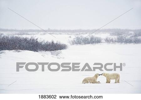 Two Polar Bears (Ursus Maritimus) Showing Affection By Kissing Each Other; Churchill, Manitoba, Canada View Large Photo Image Stock Image - Two Polar Bears (Ursus Maritimus) Showing Affection By Kissing Each Other; Churchill, Manitoba, Canada. Fotosearch