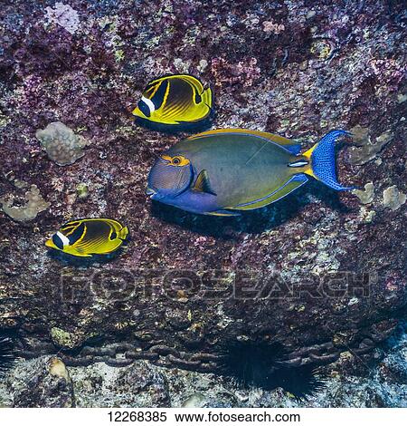Two Racoon Butterflyfish (Chaetodon lunula) and an Eyestripe Surgeonfish (Acanthurus dussumieri) swim past a lava boulder being used to anchor a mooring; Kona, Island of Hawaii, Hawaii, United States of America View Large Photo Image Stock Photography - Two Racoon Butterflyfish (Chaetodon lunula) and an Eyestripe Surgeonfish (Acanthurus dussumieri) swim past a lava boulder being used to anchor a mooring; Kona, Island of Hawaii, Hawaii, United States of America. Fotosearch