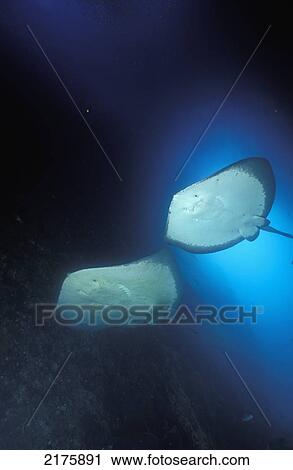 Stock Image - Two Rays Swimming Underwater. Fotosearch