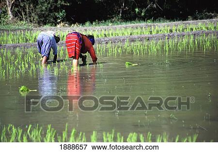 Two Rice Pickers In A Paddy Field View Large Photo Image Stock Photo - Two Rice Pickers In A Paddy Field. Fotosearch