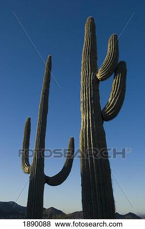 Stock Photo - Two Saguaro Cacti In The Sonoran Desert.. Fotosearch
