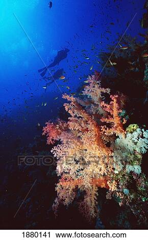 Stock Image - Two Silhouetted Divers Behind Soft Corals In The Red Sea. Fotosearch