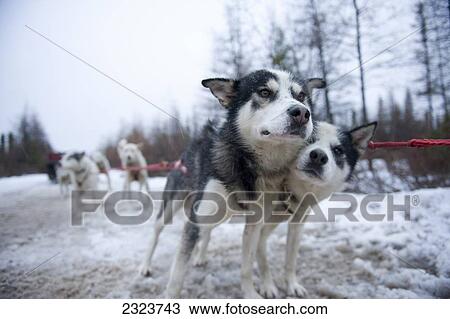 Stock Image - Two sled dog Huskys harnessed and ready to go; Churchill, Manitoba, Canada. Fotosearch