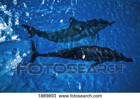 Stock Image - Two Spinner Dolphins In Ocean. Fotosearch