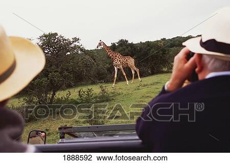 Stock Image - Two Tourists Looking At A Giraffe On Safari. Fotosearch