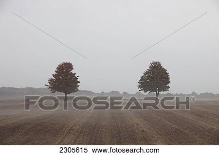 Two Trees In A Farm Field In Autumn; Caledon Ontario Canada View Large Photo Image Stock Photography - Two Trees In A Farm Field In Autumn; Caledon Ontario Canada. Fotosearch