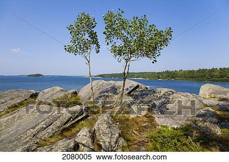 Stock Photography - Two Trees On A Rocky Shoreline In Killbear Provincial Park On Georgian Bay; Ontario, Canada. Fotosearch