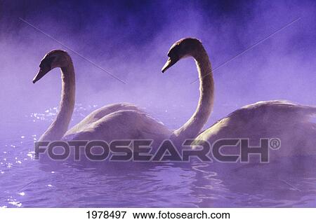 Stock Photo - Two White African Swans Swim Together In A Romantic Purple Mist.. Fotosearch