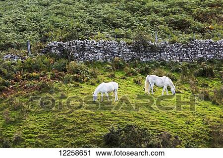 Stock Image - Two white horses grazing on a grassy slope next to a stone fence; Letterfrack, County Galway, Ireland. Fotosearch