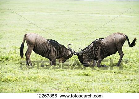 Stock Photograph - Two Wildebeest sparring on the floor of Ngorongoro Crater; Tanzania. Fotosearch
