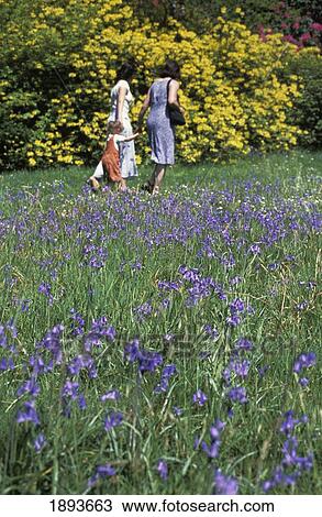 Stock Image - Two Women And Daughter Walking Beside Bluebells In Stourhead Gardens. Fotosearch