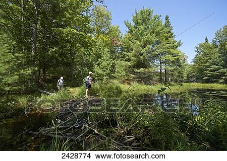 Picture - Two women hiking through woods and water cross a beaver dam; Ontario, Canada. Fotosearch