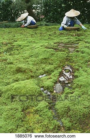 Stock Photograph - Two Women Tending Kanazaom Garden. Fotosearch