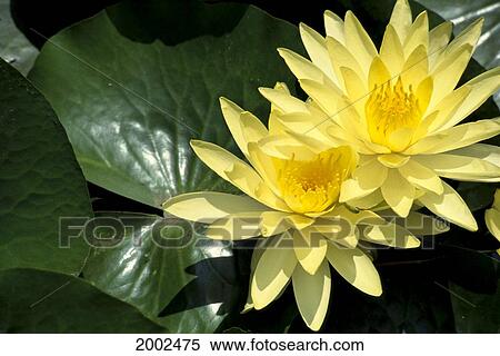 Two Yellow Water Lilies, Close-Up, Lily Pad View Large Photo Image Stock Photography - Two Yellow Water Lilies, Close-Up, Lily Pad. Fotosearch