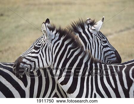 Stock Image - Two Zebras In Ngorogoro National Park, Tanzania.. Fotosearch