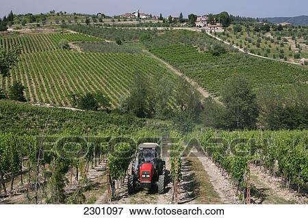 Typical Tuscany Scene Of Vineyards, At 'radda In Chianti', A Beautiful Small Town And A Famous Region Known For Its Chianti Wine, In Tuscany. Italy. June. View Large Photo Image Stock Photo - Typical Tuscany Scene Of Vineyards, At 'radda In Chianti', A Beautiful Small Town And A Famous Region Known For Its Chianti Wine, In Tuscany. Italy. June.. Fotosearch