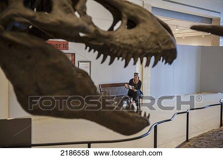 Stock Photo - Tyrannosaurus Rex, Museum Of Texas Tech, Lubbock, Texas, Usa. Fotosearch
