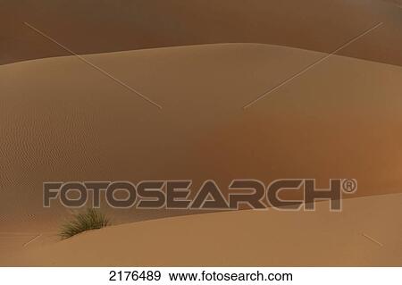 UAE, Abu Dhabi, Detail of tuft of grass in sand dunes at dusk; Liwa View Large Photo Image Stock Photo - UAE, Abu Dhabi, Detail of tuft of grass in sand dunes at dusk; Liwa. Fotosearch