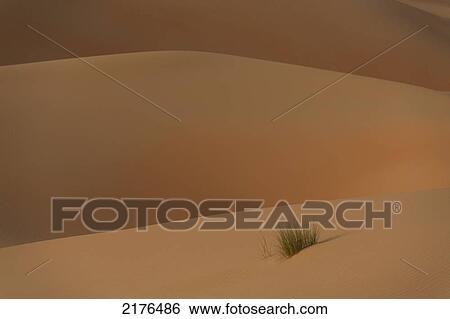 UAE, Abu Dhabi, Detail of tuft of grass in sand dunes at dusk; Liwa View Large Photo Image Stock Photograph - UAE, Abu Dhabi, Detail of tuft of grass in sand dunes at dusk; Liwa. Fotosearch