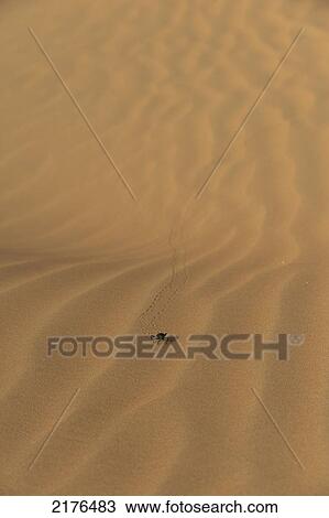 Stock Image - UAE, Abu Dhabi, Dung beetle on sand dune; Liwa. Fotosearch