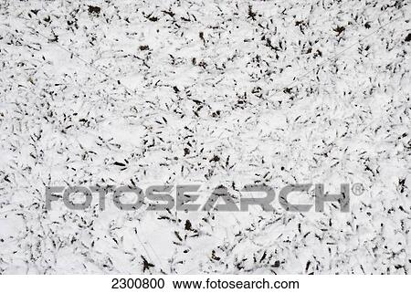 Uk, Bird Footprints And Tracks On Snow; London View Large Photo Image Stock Image - Uk, Bird Footprints And Tracks On Snow; London. Fotosearch