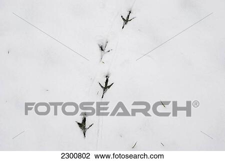 Uk, Bird Footprints And Tracks On Snow; London View Large Photo Image Stock Image - Uk, Bird Footprints And Tracks On Snow; London. Fotosearch