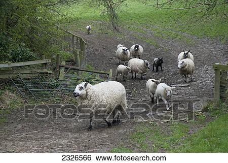 Stock Photograph - UK, Cotswolds, Sheep down green hill; broken fence; green field; Mickleton. Fotosearch
