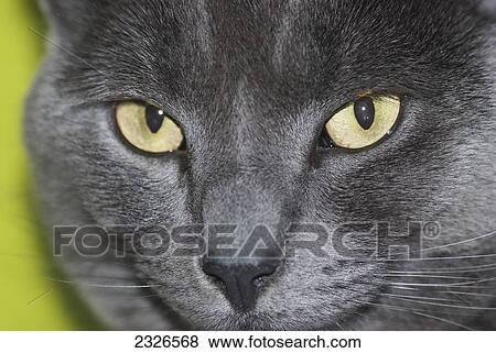 UK, England, Blackheath; London, face close up, Russian Blue cat View Large Photo Image Stock Photo - UK, England, Blackheath; London, face close up, Russian Blue cat. Fotosearch