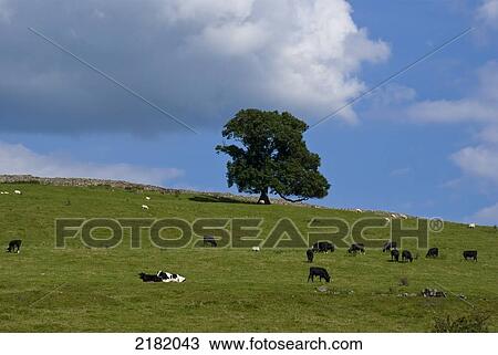 Uk, England, Cumbria, Kirkby Lonsdale Landscape View Large Photo Image Stock Image - Uk, England, Cumbria, Kirkby Lonsdale Landscape. Fotosearch