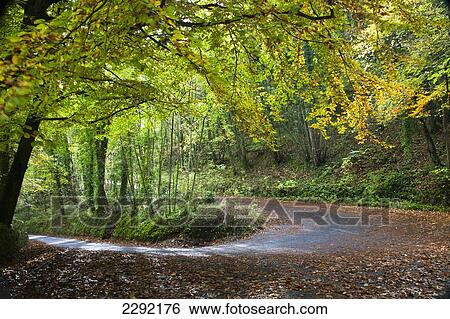 Stock Photograph - UK, England, Derbyshire, Cheedale, Autumn colors along country road. Fotosearch