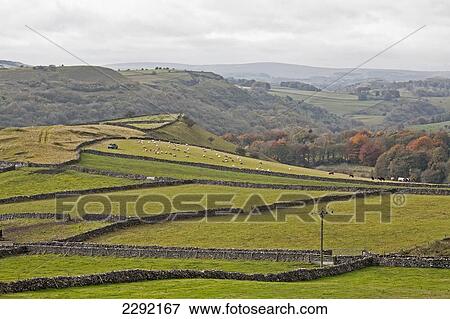 Stock Photo - UK, England, Derbyshire, Cressbrook, Stone walls and fields. Fotosearch