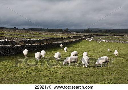 Stock Image - UK, England, Derbyshire, Litton, Sheep grazing in field with stone walls. Fotosearch