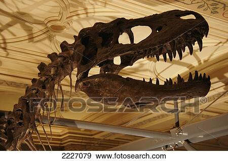 Stock Photo - UK, England, Dinosaur skeleton in Natural History Museum; London. Fotosearch