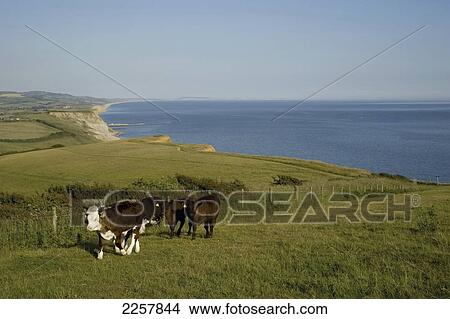 Uk, England, Dorset, Jurassic Coast Towards Chesil Beach And Portland From Thorncombe Beacon; West Dorset View Large Photo Image Picture - Uk, England, Dorset, Jurassic Coast Towards Chesil Beach And Portland From Thorncombe Beacon; West Dorset. Fotosearch
