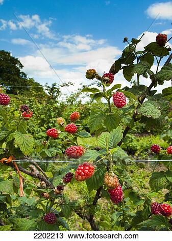 UK, England, near Northallerton; North Yorkshire, fruit and Vegeatbles farm (PYO) with ripe tayberries on vine just outside Little Smeaton, Pick Your Own View Large Photo Image Stock Image - UK, England, near Northallerton; North Yorkshire, fruit and Vegeatbles farm (PYO) with ripe tayberries on vine just outside Little Smeaton, Pick Your Own. Fotosearch