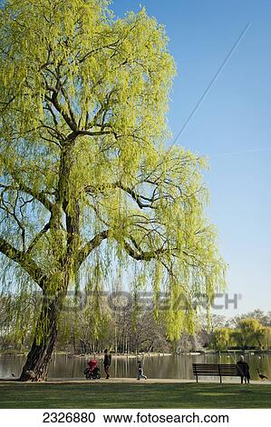 UK, England, Regents Park; London View Large Photo Image Stock Image - UK, England, Regents Park; London. Fotosearch