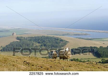 Stock Photography - Uk, England, View Of Fleet Lagoon And Chesil Beach From Abbotsbury Hill At Jurassic Coast; West Dorset. Fotosearch