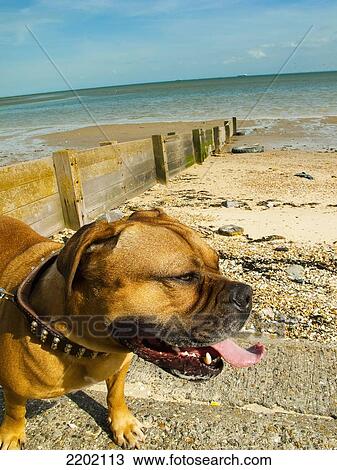 UK, Essex, Walking dog by beach; Shoeburyness View Large Photo Image Stock Image - UK, Essex, Walking dog by beach; Shoeburyness. Fotosearch