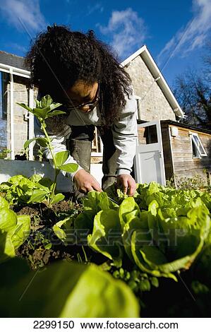 Stock Image - UK, gardening at country cottage; Devon, Woman harvesting Lettuce. Fotosearch