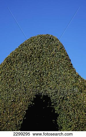 Uk, Hedge At Rousham Gardens; Oxfordshire View Large Photo Image Stock Photography - Uk, Hedge At Rousham Gardens; Oxfordshire. Fotosearch
